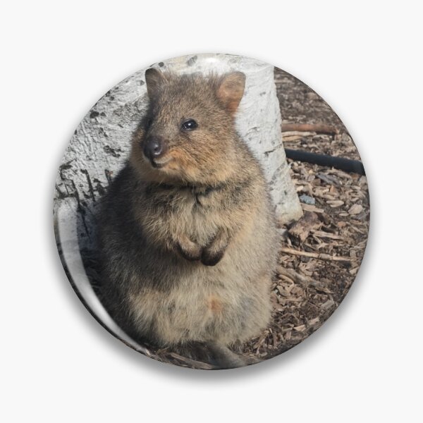 Item preview, Quokka designed and sold by Keeley Clinton.