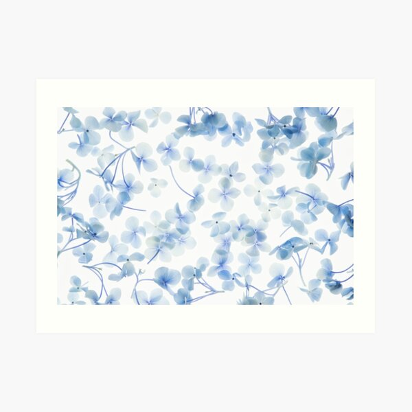 Hydrangea Art Print