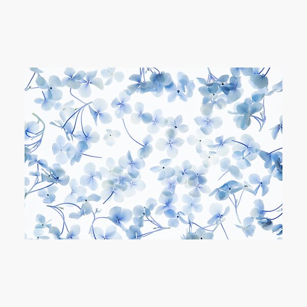 Hydrangea Photographic Print
