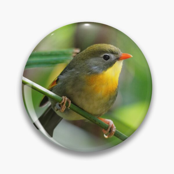 Item preview, Close Encounter with a Male Pekin Robin designed and sold by walkswithnature.