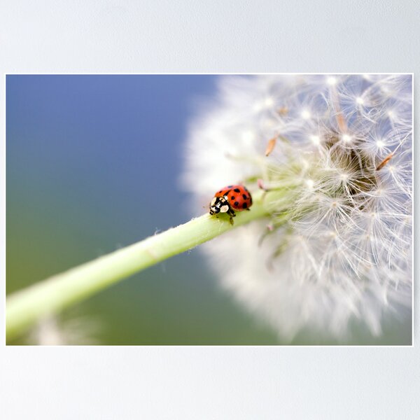 Sale for Falko by Redbubble Poster Ladybugs | Follert Dandelion\