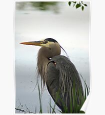 Great Blue Poster