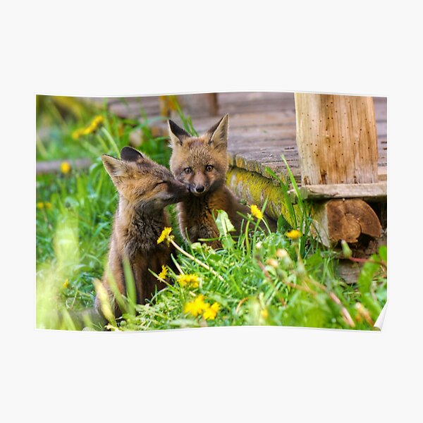 Foxes 297 Poster