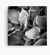 Holga Hosta Canvas Print