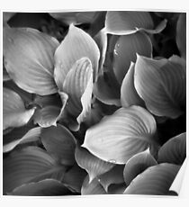 Holga Hosta Poster