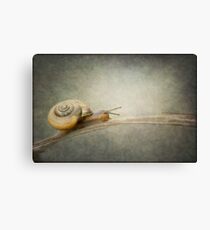 The Adventurer. Canvas Print