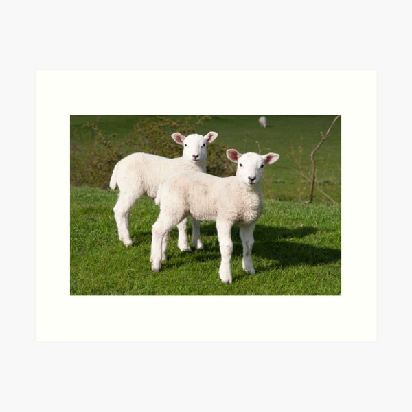 Spring lambs Art Print