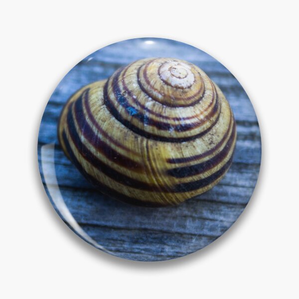 Item preview, snail shell  designed and sold by PhotosByJG.