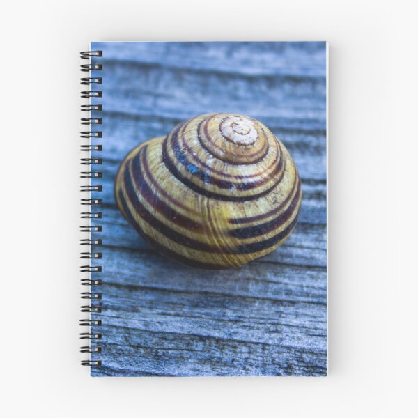 Item preview, snail shell  designed and sold by PhotosByJG.