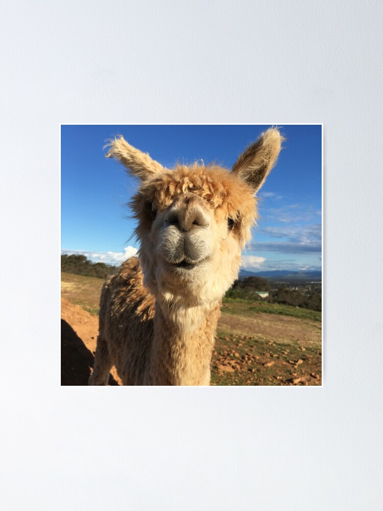 40 Adorable Alpaca Photos to Make You Smile