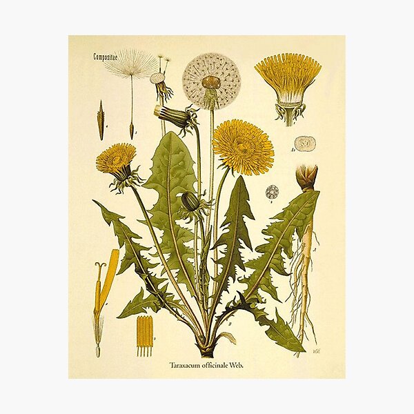dandelions Photographic Print
