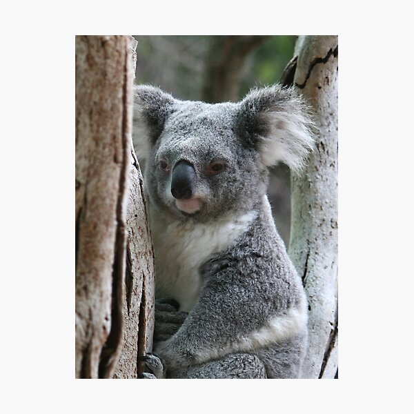 Item preview, Aussie Icon designed and sold by LeanneAllen.