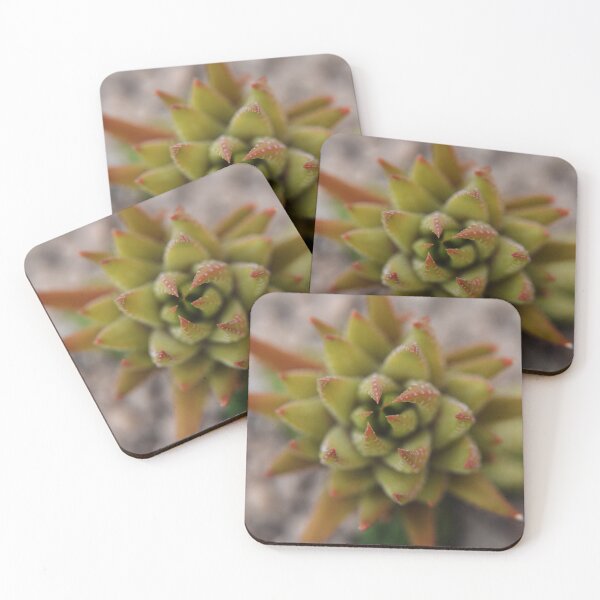 Item preview, Haworthia  designed and sold by Jennifer Suttle.