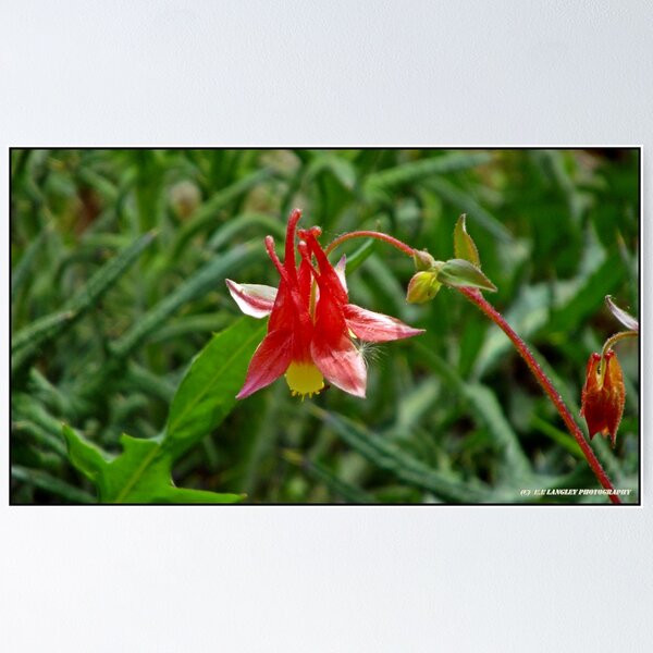 Artikelvorschau, SLEEPING FLOWER entworfen und verkauft von outdoorman.