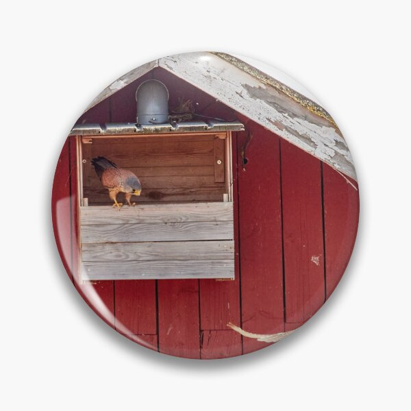 Item preview, How about this one.  Common kestrel designed and sold by Jouko Lehto Photography.