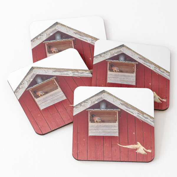Item preview, How about this one.  Common kestrel designed and sold by Jouko Lehto Photography.