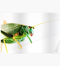 Insect Poster