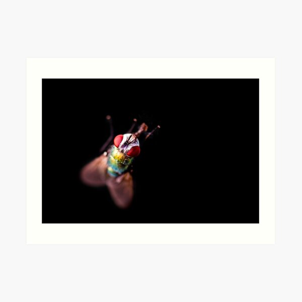 Green Bottle Fly Art Print