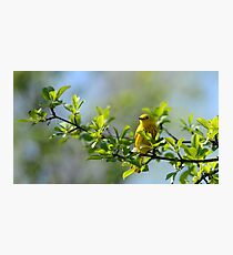Yellow Mellow Photographic Print