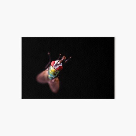 Green Bottle Fly Art Board Print