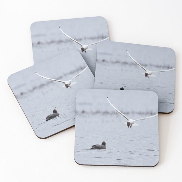 Item preview, Have you heard this. Eurasian coot and a Black-headed gull designed and sold by Jouko Lehto Photography.