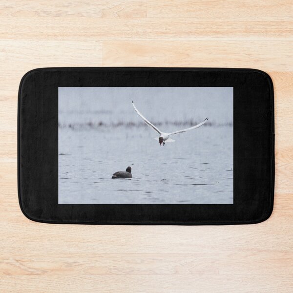 Item preview, Have you heard this. Eurasian coot and a Black-headed gull designed and sold by Jouko Lehto Photography.