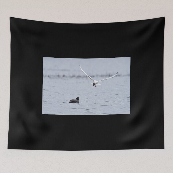 Item preview, Have you heard this. Eurasian coot and a Black-headed gull designed and sold by Jouko Lehto Photography.