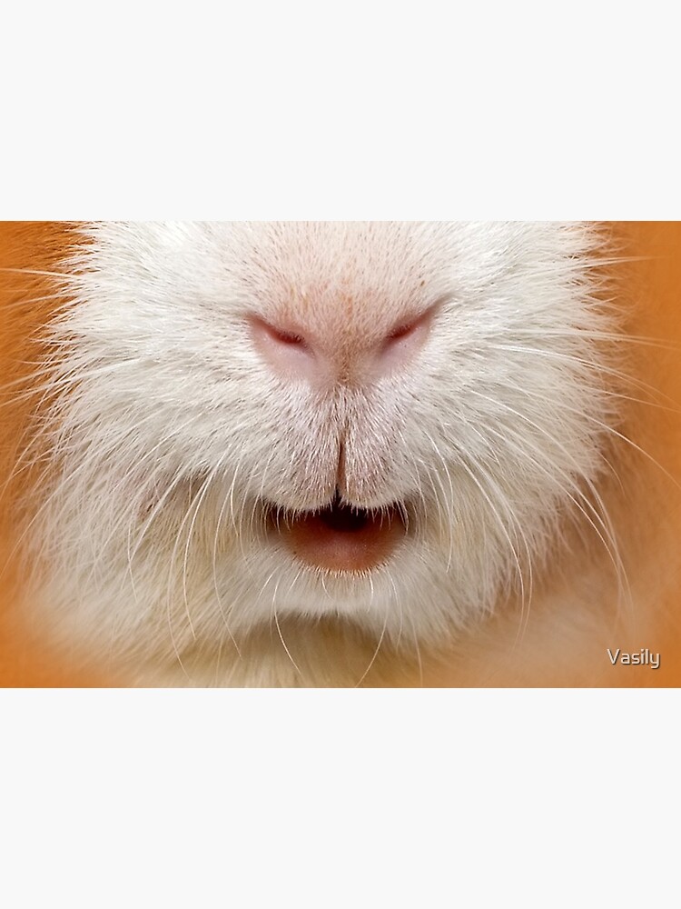 red guinea pig by Vasily