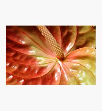 Anthurium Photographic Print