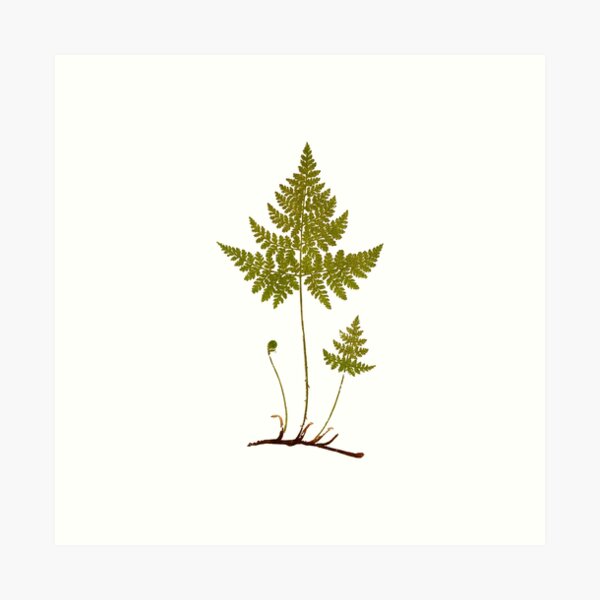 Item preview, Fern botanical illustration designed and sold by ocd-dot.