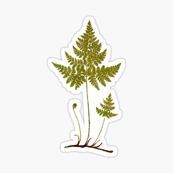 Artikel-Vorschau von Botanische Illustration des Farns, designt und verkauft von ocd-dot.