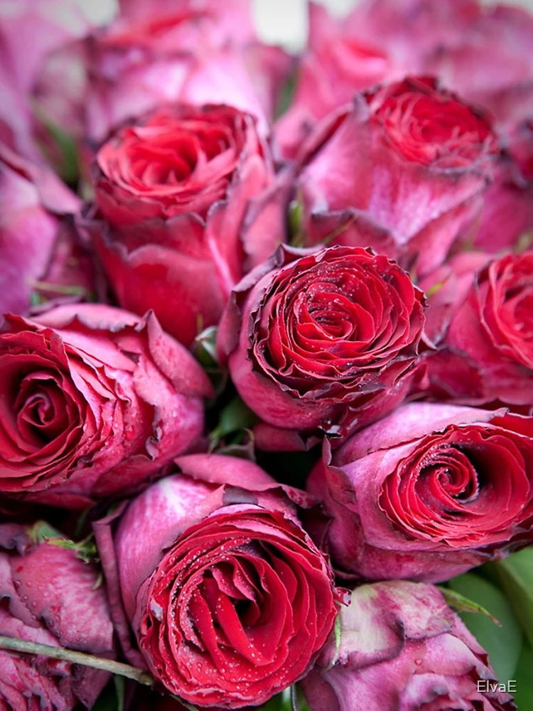 Aperçu 5 sur 5. Coque iPhone avec l'œuvre Brides Bouquet de Roses Rouges créée et vendue par ElvaE.