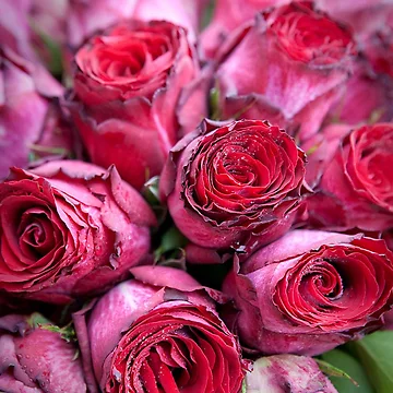 Aperçu de l'œuvre Brides Bouquet de Roses Rouges de ElvaE