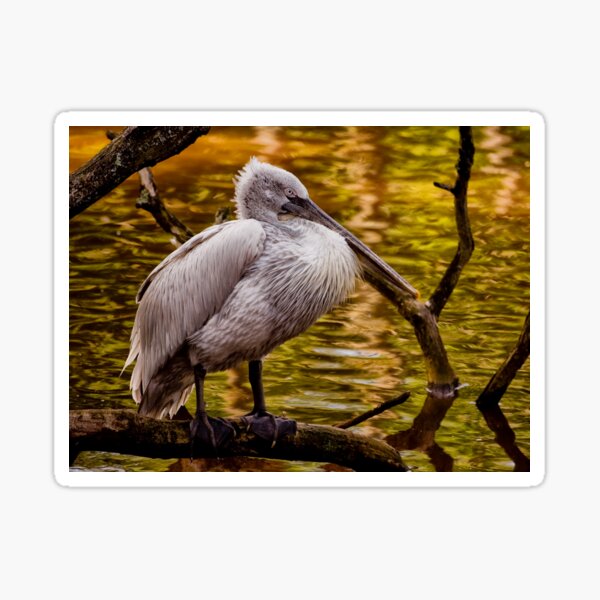 Dalmatian Pelican (Pelecanus crispus) Sticker