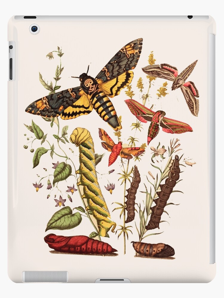 クーポン利用で1000円OFF Botanicals:Butterflies \u0026 Insects