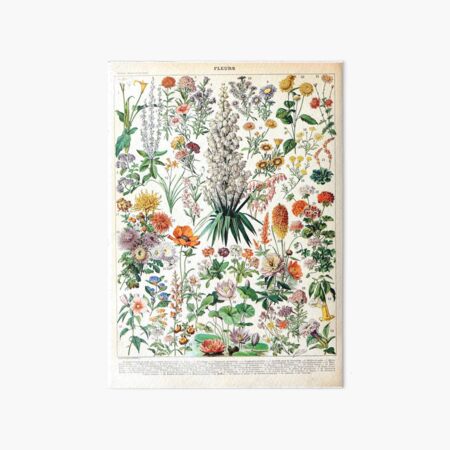 Adolphe Millot - Fleurs B - French vintage poster Art Board Print