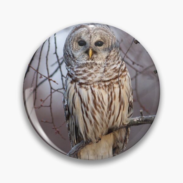 Item preview, Barred Owl designed and sold by Michel (Mike) Soucy.