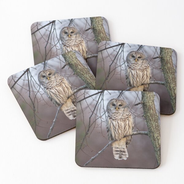 Item preview, Barred Owl designed and sold by Michel (Mike) Soucy.
