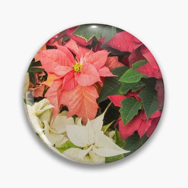 Item preview, Christmas Stars Medley - Multicoloured Poinsettias Celebrating the Holy Season designed and sold by Georgia Mizuleva.