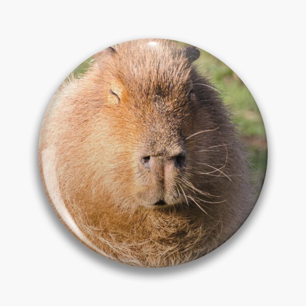 Item preview, Capybara stare designed and sold by JEZ22.