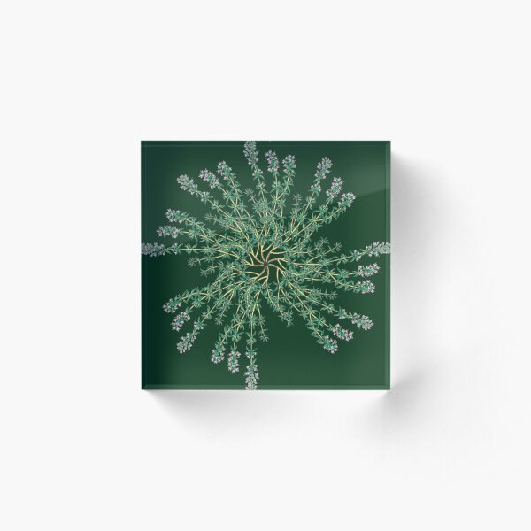 simple illustration of thyme plant Acrylic Block