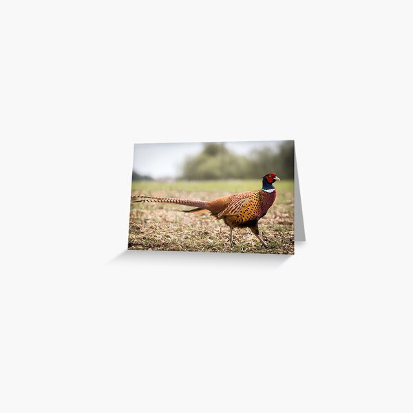 Pheasant Feathers Personalized Printed Note Cards – A.J.'s Prints