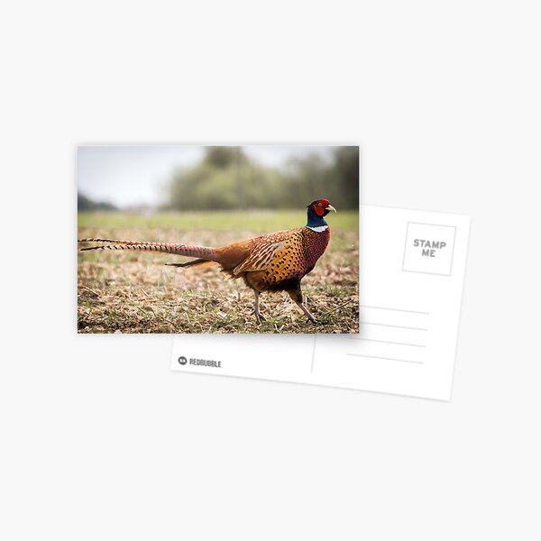 pheasant Postcard