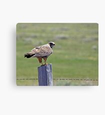 Red Tail Canvas Print