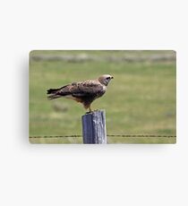 Red Tail Canvas Print