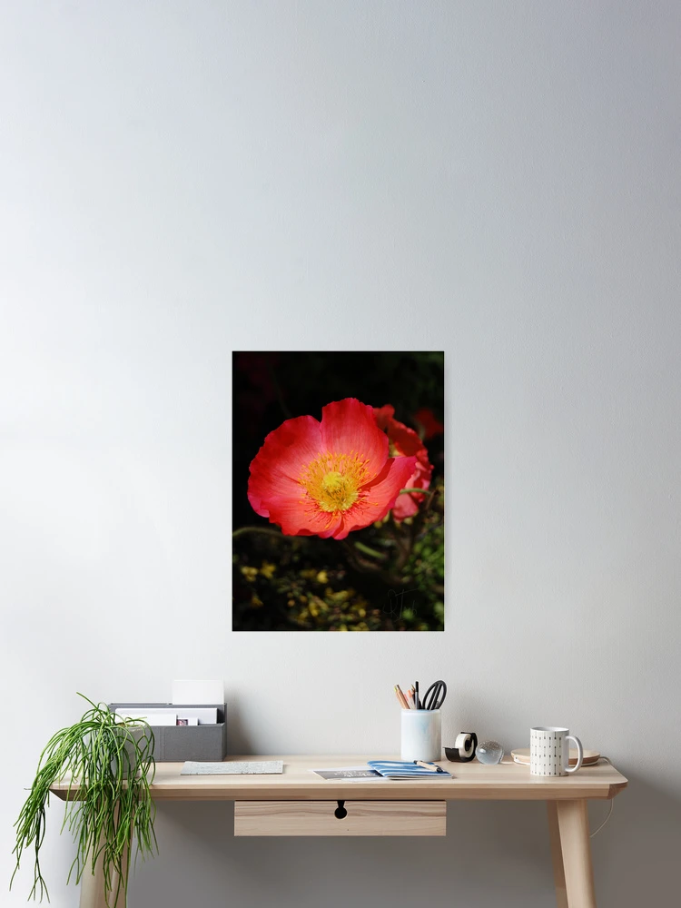 Thumbnail 2 of 3, Poster, Poppy designed and sold by Rozalia Toth.