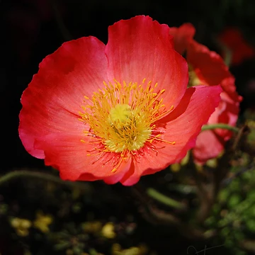 Artwork thumbnail, Poppy by Rozalia Toth