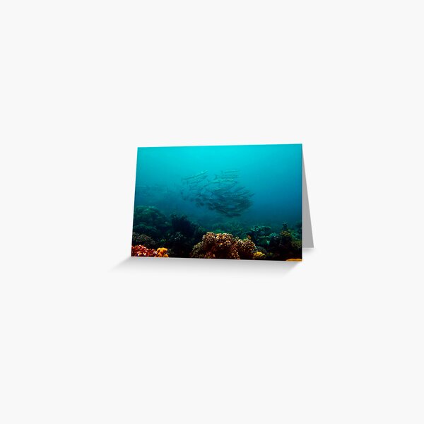 BARRACUDA REEF Greeting Card