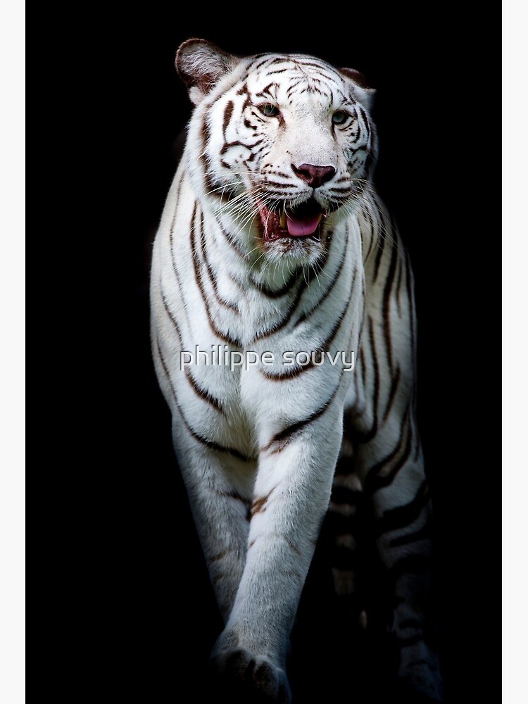 White tiger on black background