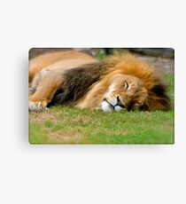 All tuckered out! Canvas Print